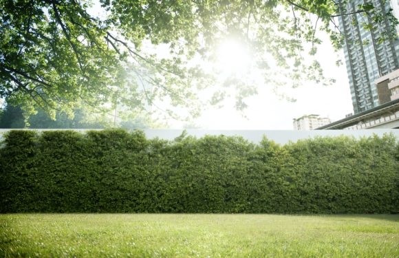 Prato a rotoli a Isola della Scala: un tappeto verde per il tuo giardino