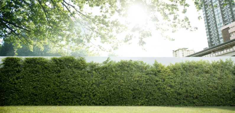 Prato a rotoli a Isola della Scala: un tappeto verde per il tuo giardino