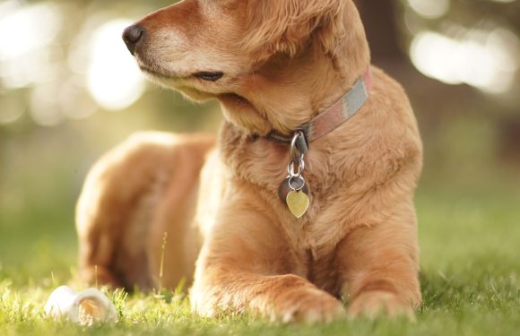 Addestramento Golden Retriever linea americana in Lombardia: a chi rivolgersi?