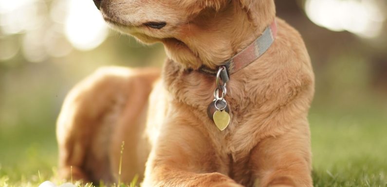 Addestramento Golden Retriever linea americana in Lombardia: a chi rivolgersi?