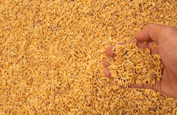 “Rotazioni Colturali e Alimentazione Zootecnica: L’Innovazione nel Settore Agroalimentare a Cerignola”