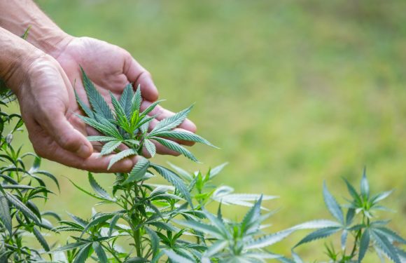 Cannabis Light: scopri i benefici del CBD senza il rischio degli effetti psicotropi