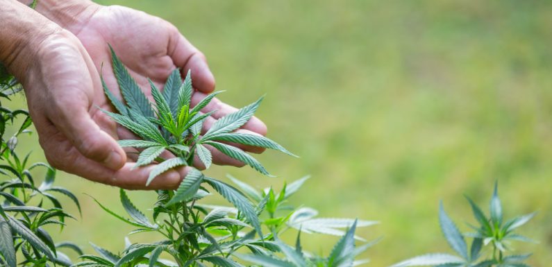 Cannabis Light: scopri i benefici del CBD senza il rischio degli effetti psicotropi