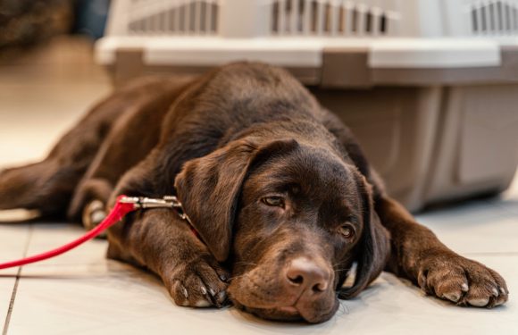 Lucia, la disoccupata che ha sconfitto la macchia di pipì del cane sul divano