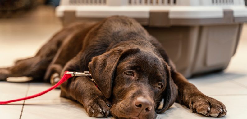 Lucia, la disoccupata che ha sconfitto la macchia di pipì del cane sul divano