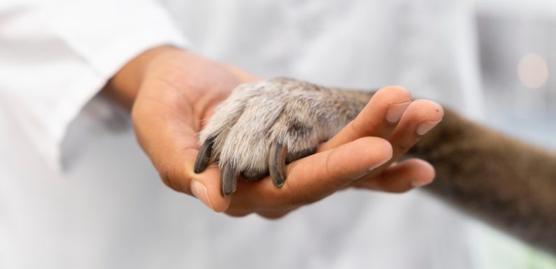Cremazione animali in Campania: un gesto d’amore e rispetto